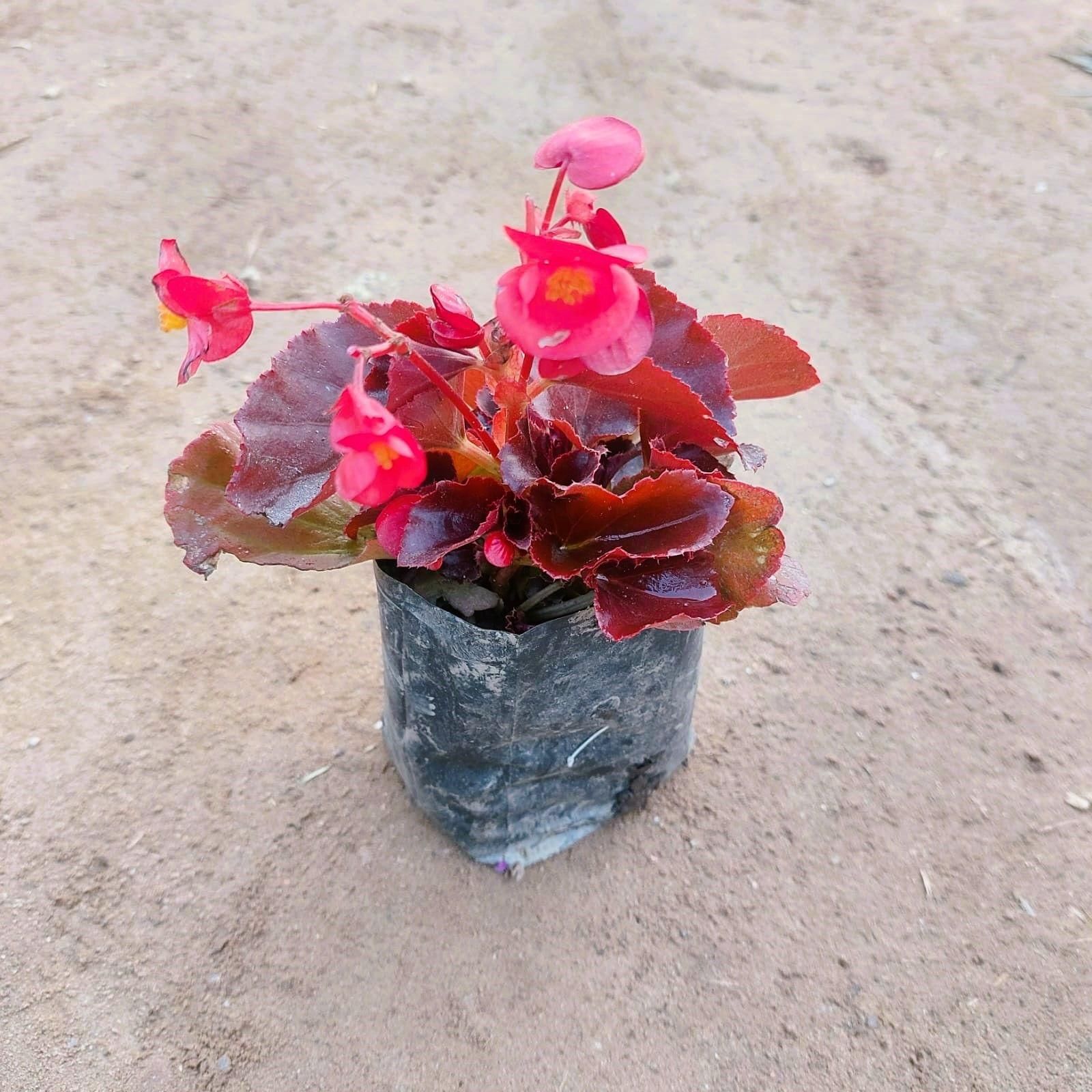 Begonia (any colour) in 4 Inch Nursery bag