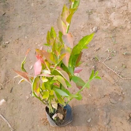 Buy Pedilenthus / Devil's Backbone Red & Green in 4 Inch Nursery bag Online | Urvann.com
