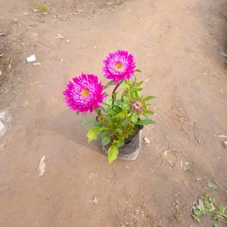 Aster (any colour) in 3 Inch Nursery Bag