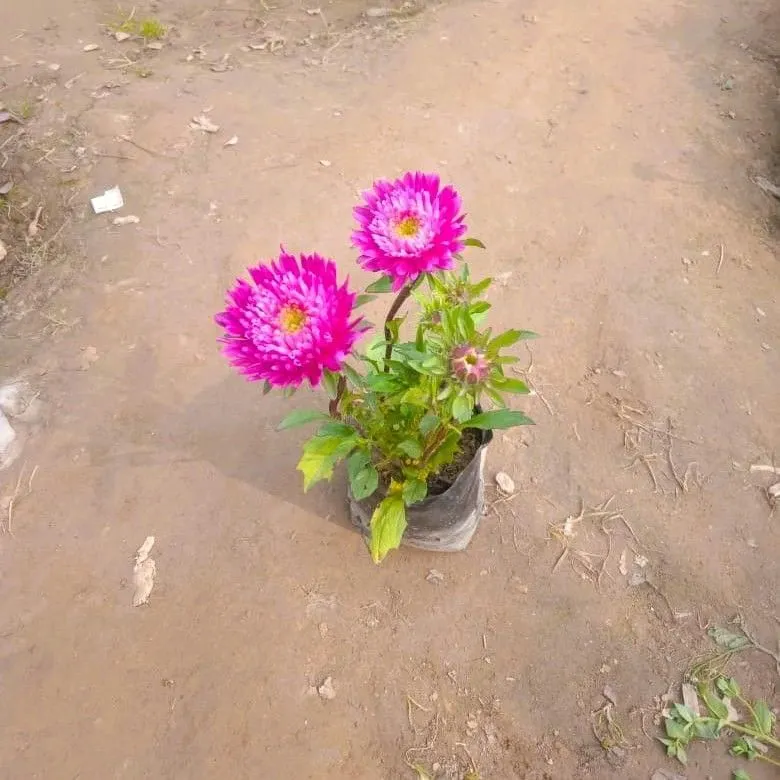 Aster (any colour) in 3 Inch Nursery Bag