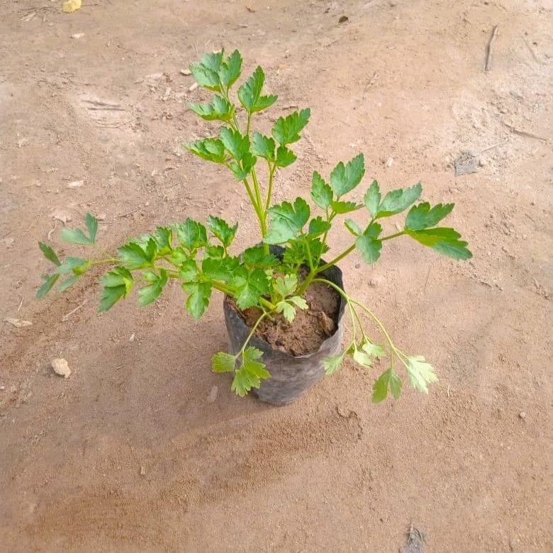 Celery plant in 4 Inch Nursery Bag