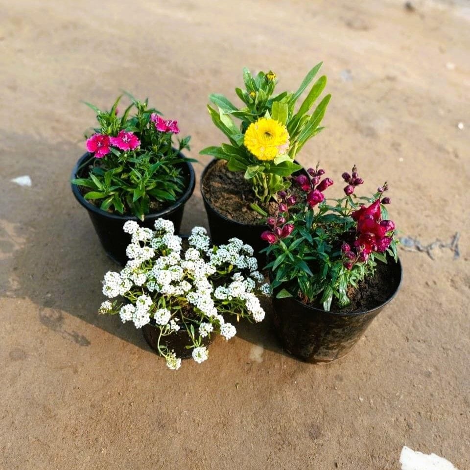 Set of 4 - Dianthus, Calendula, Alyssum & Dog Flower (any colour) in 6 Inch Nursery Pot