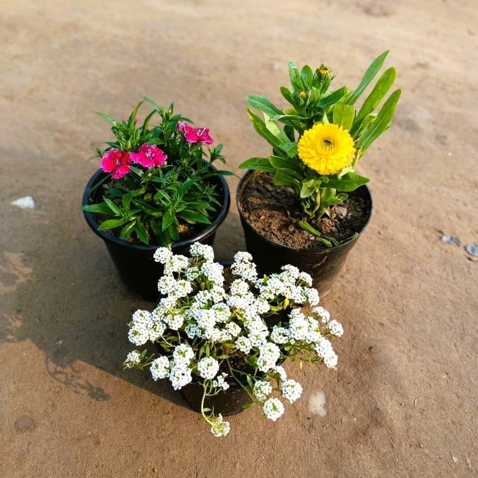 Set of 3 - Alyssum White, Dianthus & Calendula (any colour) in 6 Inch Nursery Pot