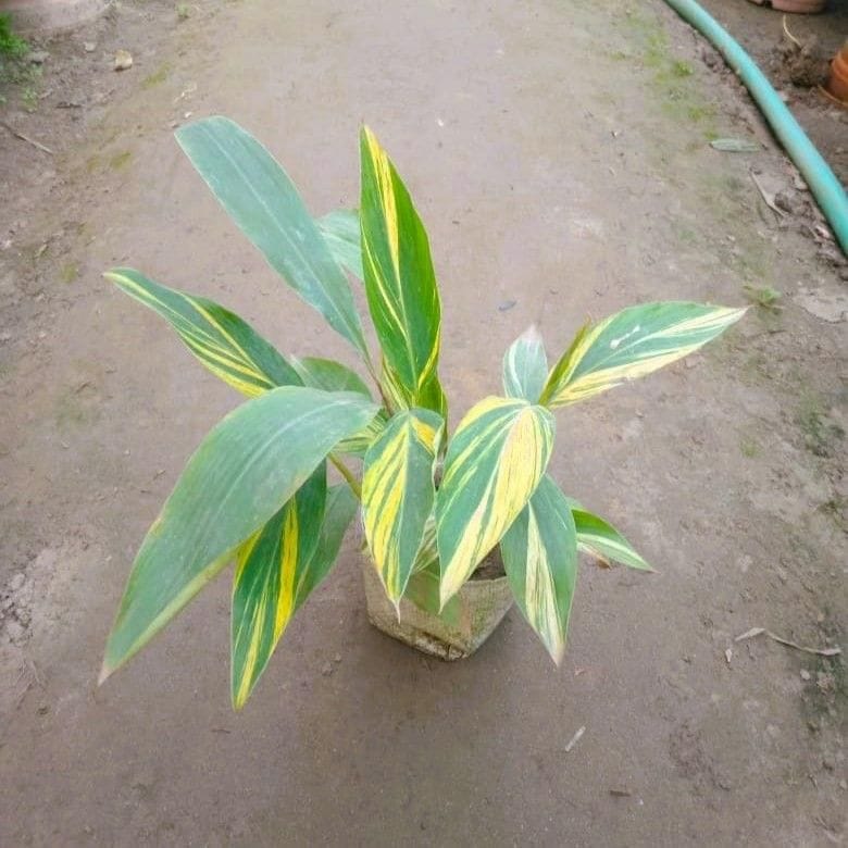 Alpinia Variegated in 4 Inch Nursery Bag