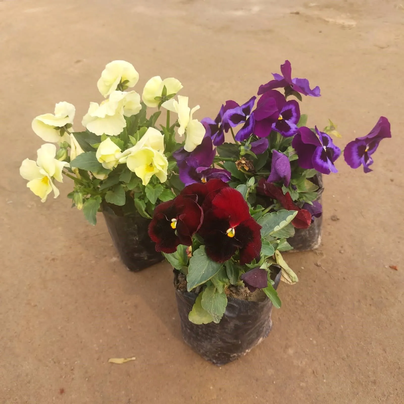 Set of 3 - Pansy (any colour) in 3 Inch Nursery Bag