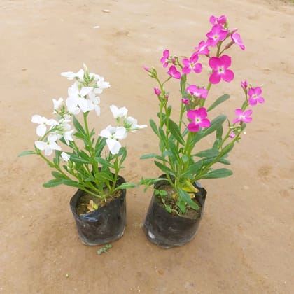 Buy Set of 2 - Stock (any colour) in 3 Inch Nursery Bag Online | Urvann.com