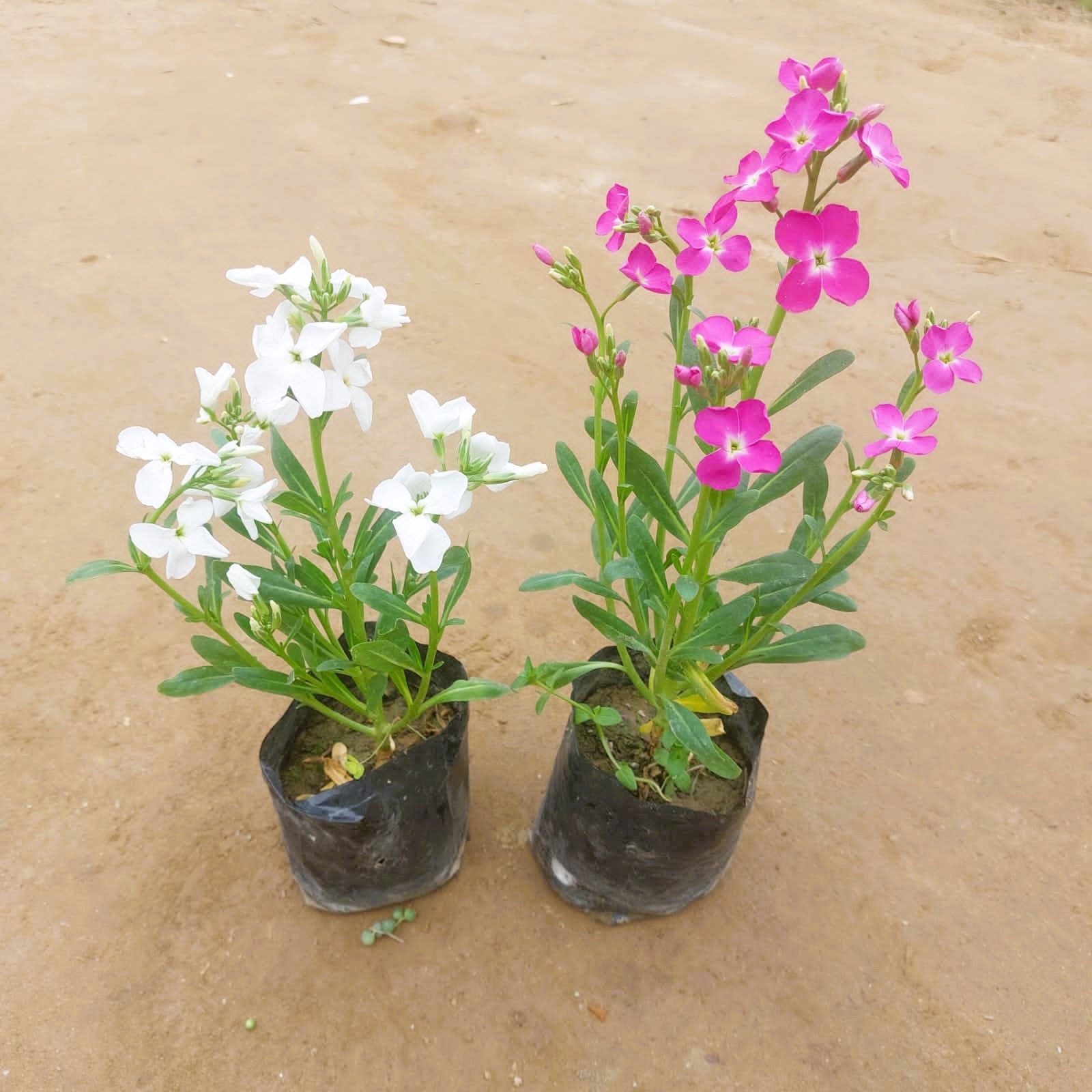 Set of 2 - Stock (any colour) in 3 Inch Nursery Bag