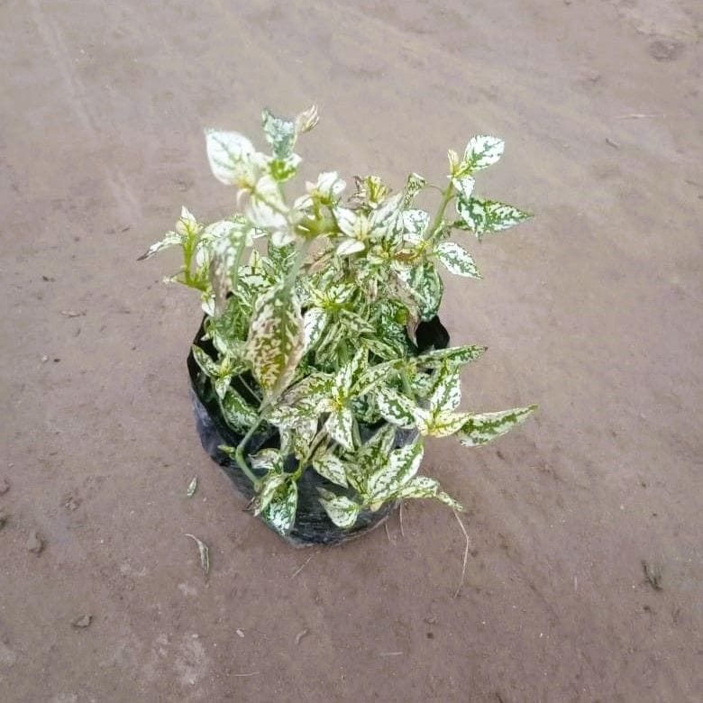 Hypostes / Polka Dot White in 4 Inch Nursery Bag