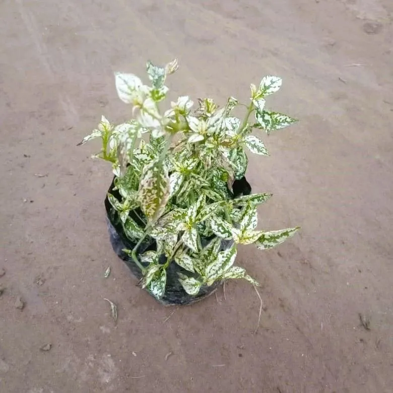 Hypostes / Polka Dot White in 4 Inch Nursery Bag