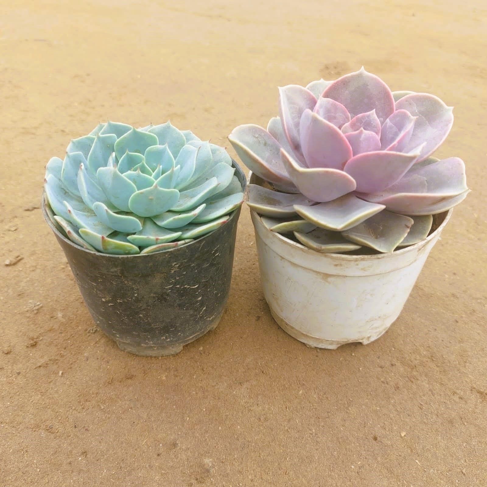 Set of 2 - Echeveria Lilacina / Mexican Hens & Echeveria Elegans Succulent in 3 Inch Nursery Pot