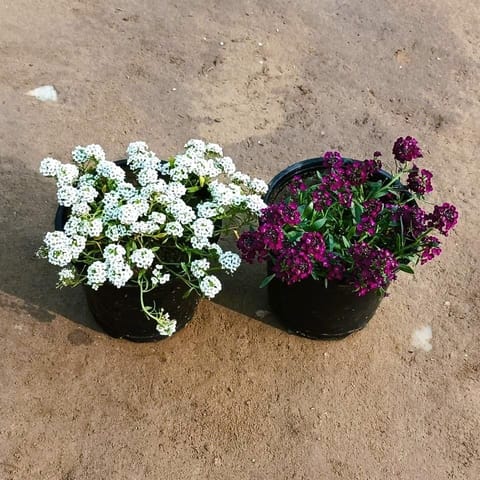 Set of 2 - Alyssum (White & Purple) in 6 Inch Nursery Pot