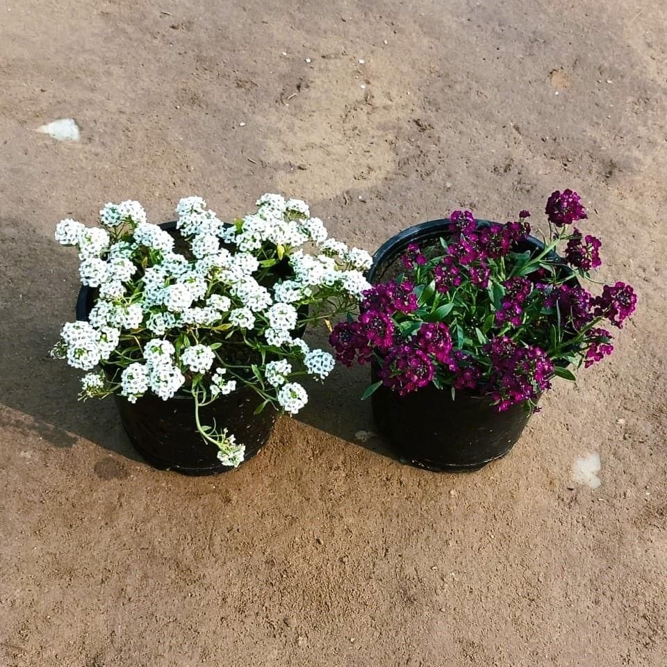 Set of 2 - Alyssum (White & Purple) in 6 Inch Nursery Pot
