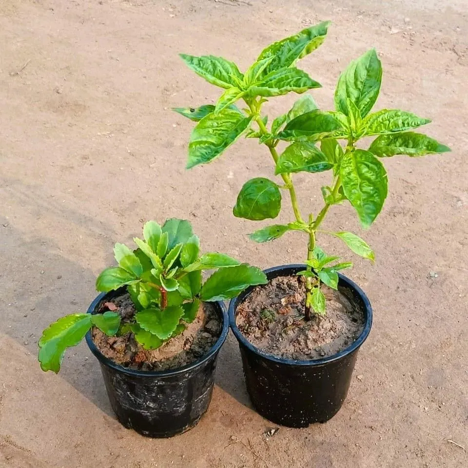 Set of 2 - Patharchatta & Thai Basil in 6 Inch Nursery Pot