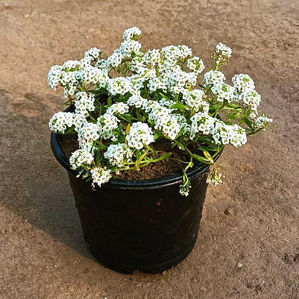 Alyssum White in 6 Inch Nursery Pot