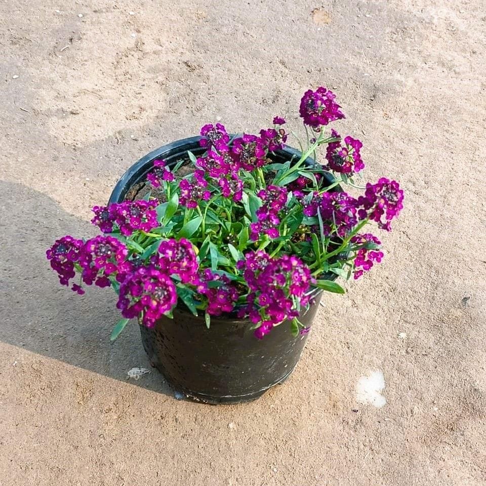 Alyssum Purple in 6 Inch Nursery Pot