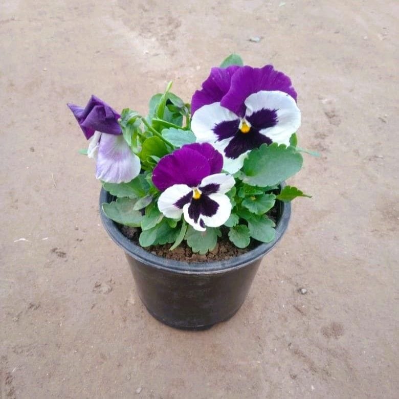 Pansy (any colour) in 6 Inch Nursery Pot