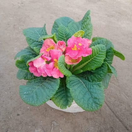 Buy Prime Rosea / Primula (any colour) in 6 Inch Nursery Bag Online | Urvann.com