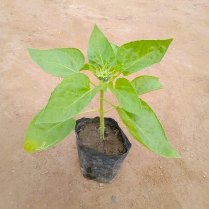 Sunflower Plant In 3 Inch Nursery Bag