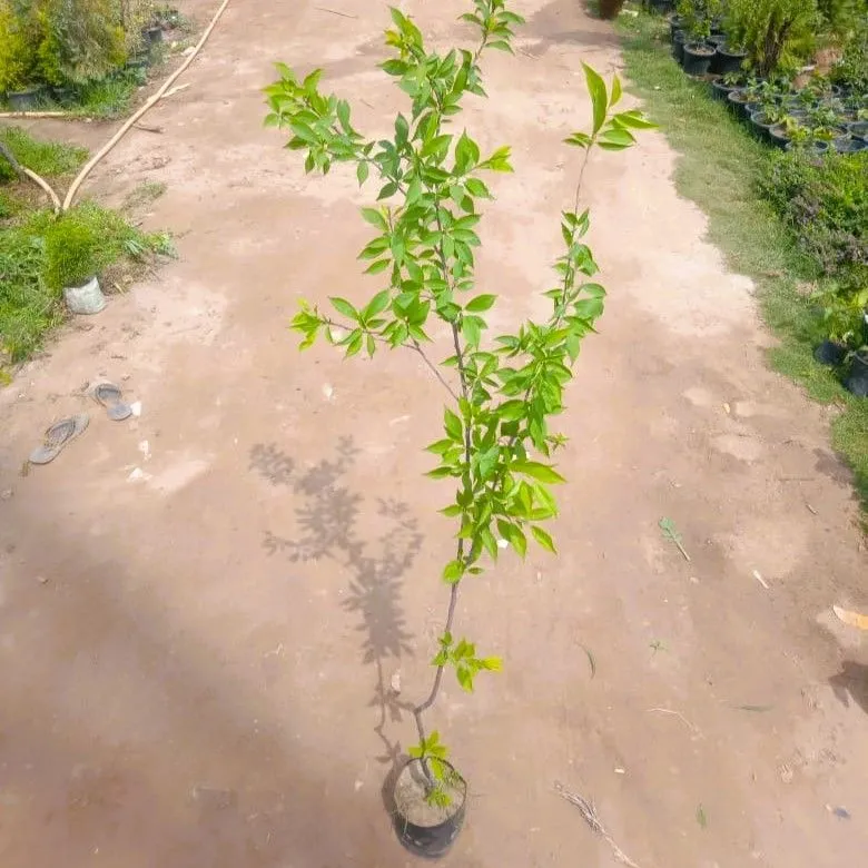 Grafted Aadu / Peach Fruit (~ 3-4Ft) in 5 Inch Nursery Bag