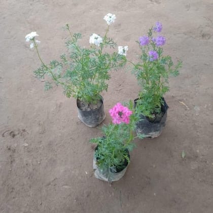 Buy Set of 3 - All season Verbena (Purple, White & Pink) in 3 Inch Nursery Bag Online | Urvann.com