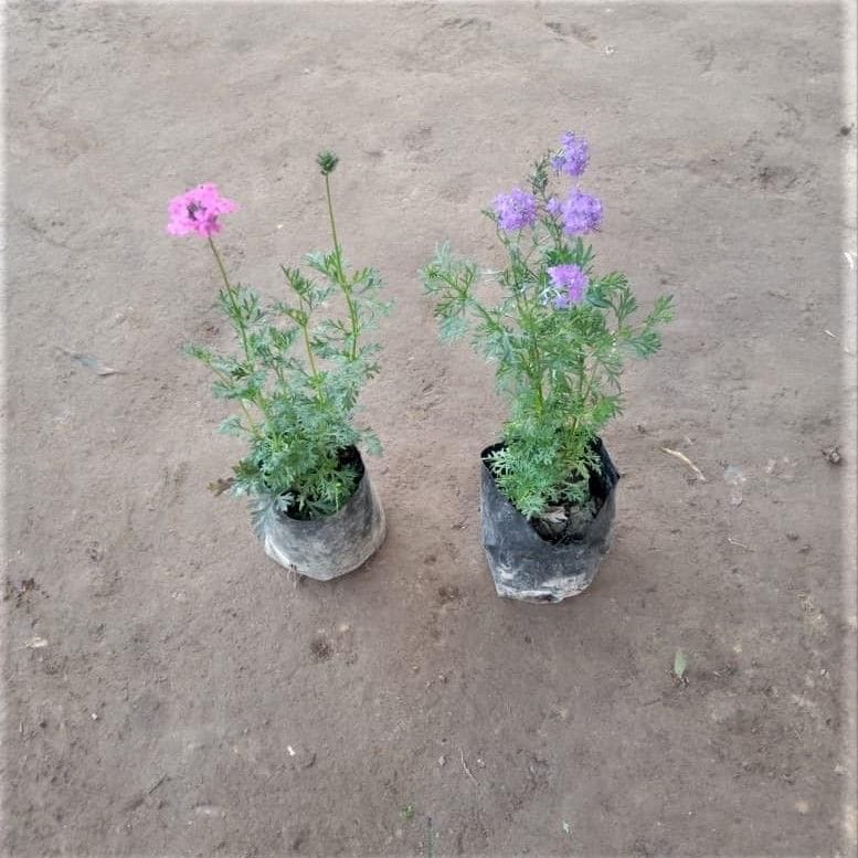 Set of 2 - All season Verbena (Purple & Pink) in 3 Inch Nursery Bag