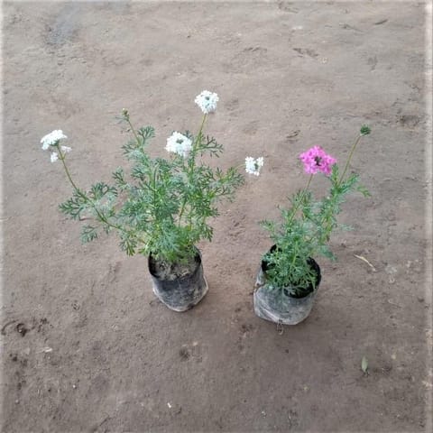 Set of 2 - All season Verbena (White & Pink) in 3 Inch Nursery Bag