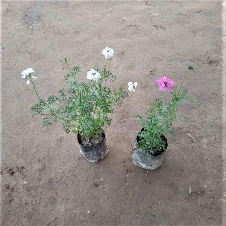 Set of 2 - All season Verbena (White & Pink) in 3 Inch Nursery Bag