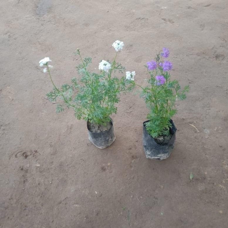Set of 2 - All season Verbena (White & Purple) in 3 Inch Nursery Bag