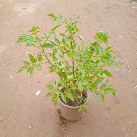 Tomato Plant in 5 Inch Nursery Pot