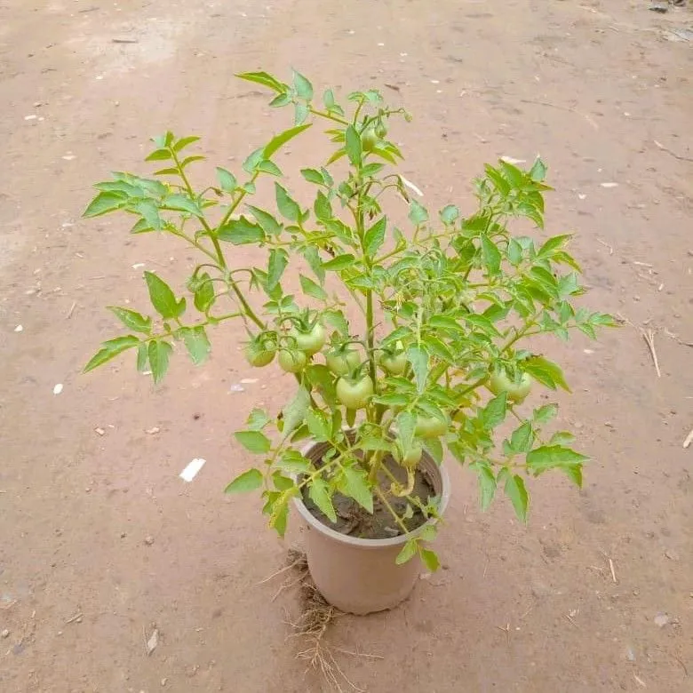 Tomato Plant in 5 Inch Nursery Pot