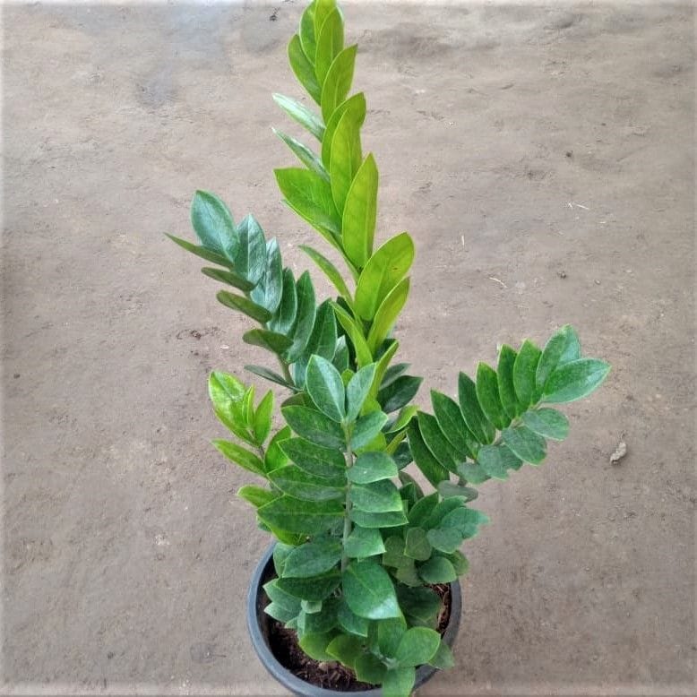 Buy Zz (~ 1.5-2 ft) in 8 Inch Nursery Pot Online | Urvann.com Zz (~ 1.5-2 ft) in 8 Inch Nursery Pot