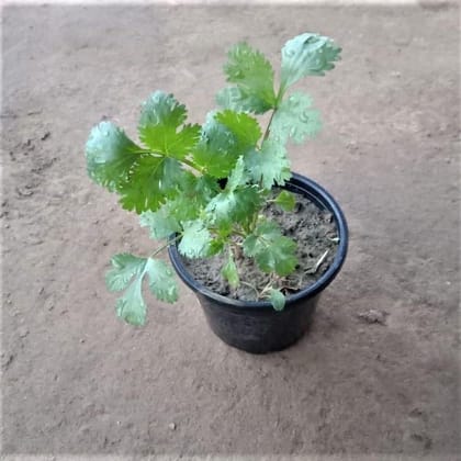 Buy Dhaniya / Coriander Plant in 4 Inch Nursery Pot Online | Urvann.com