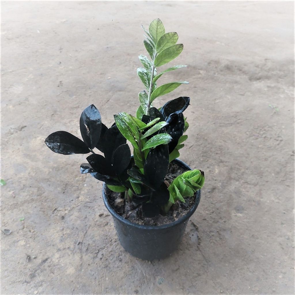 Buy Zz Black in 6 Inch Nursery Pot Online | Urvann.com Zz Black in 6 Inch Nursery Pot