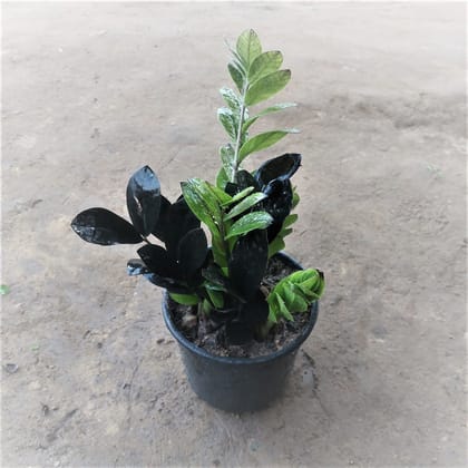 Buy Zz Black in 6 Inch Nursery Pot Online | Urvann.com