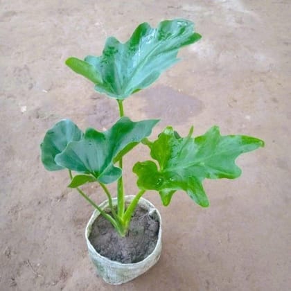 Buy Philodendron Selloum in 5 Inch Nursery Bag Online | Urvann.com