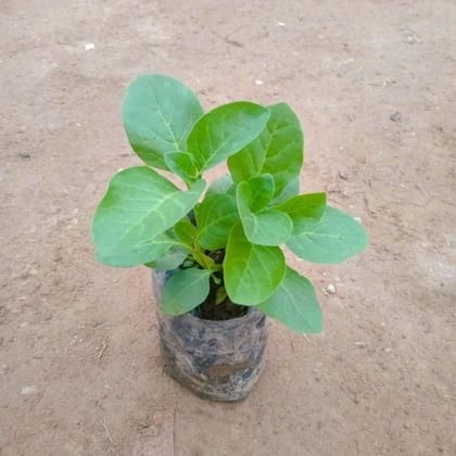Buy Ashwagandha Plant in 3 Inch Nursery Bag Online | Urvann.com