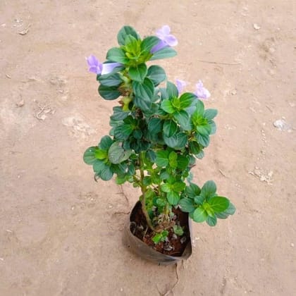 Barleria Cristata Blue / Philippine Violet in 5 Inch Nursery Bag