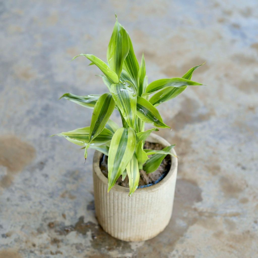 Golden Lucky Bamboo in 4 Inch Cylindrical Ceramic Pot (Any Design,Colour)
