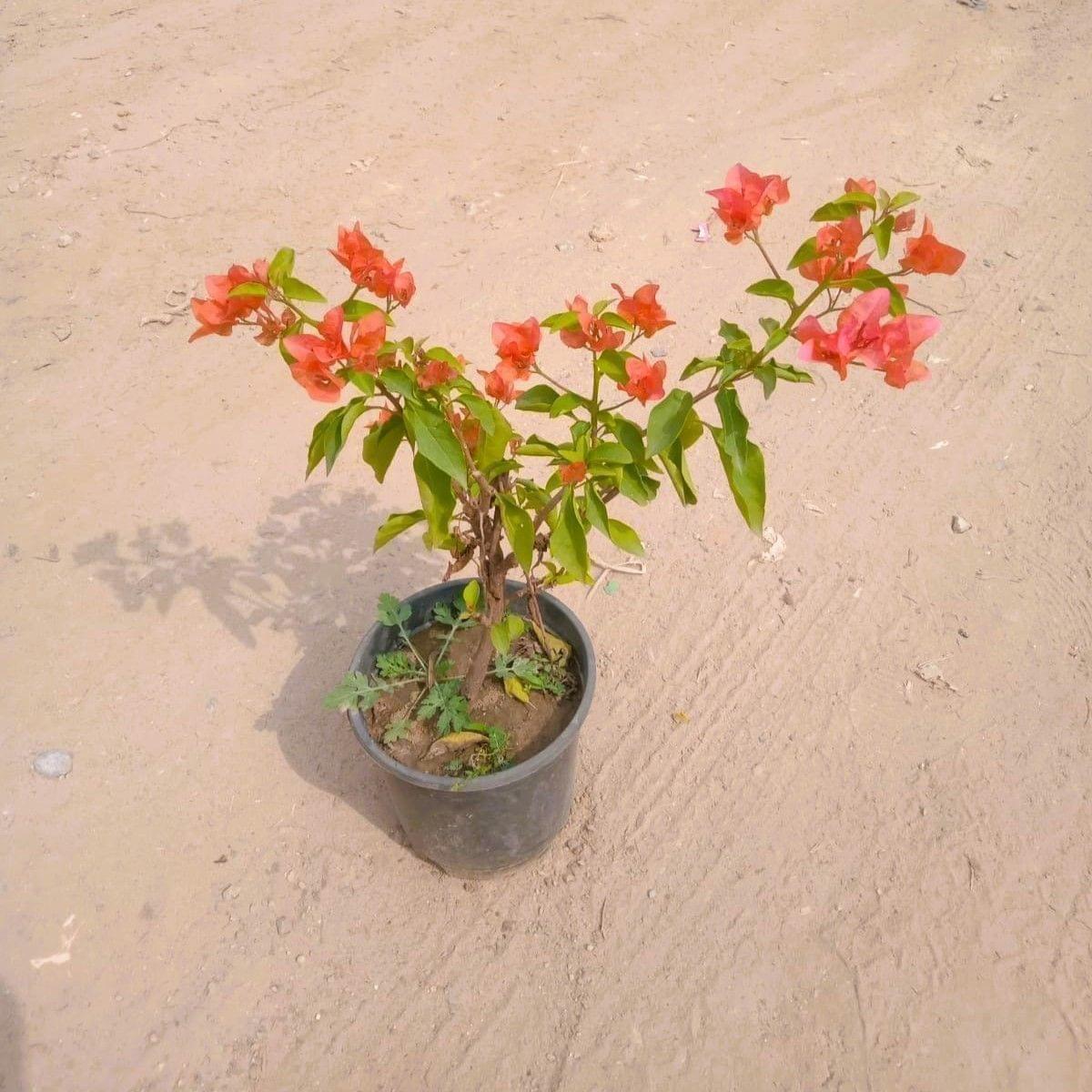 Bougainvillea (Any Colour) in 6 Inch Nursery Pot