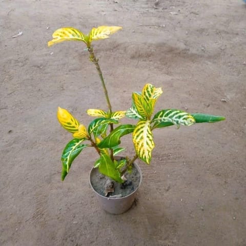 Sanchezia in 6 Inch Live Fresh Plant Nursery Pot in Sector 72