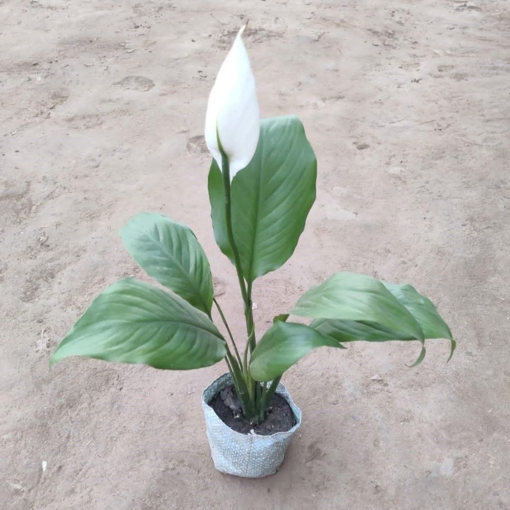 Buy Peace Lily White In 4 Inch Nursery Bag Online | Urvann.com Peace Lily White in 4 Inch Nursery Bag
