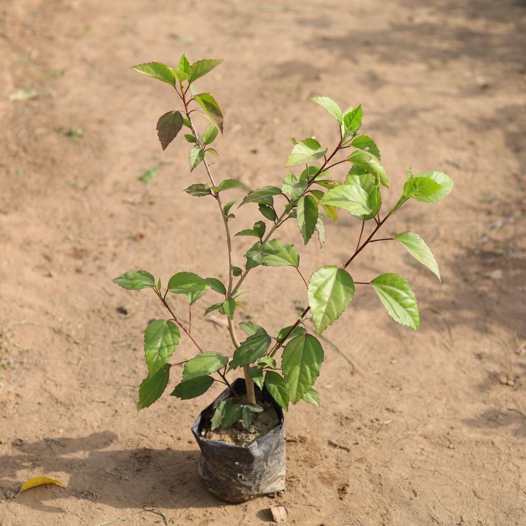 Hibiscus / Gudhal Plant (any colour) in 4 Inch Nursery Bag