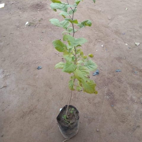 Belpatra in 5 Inch Nursery Bag
