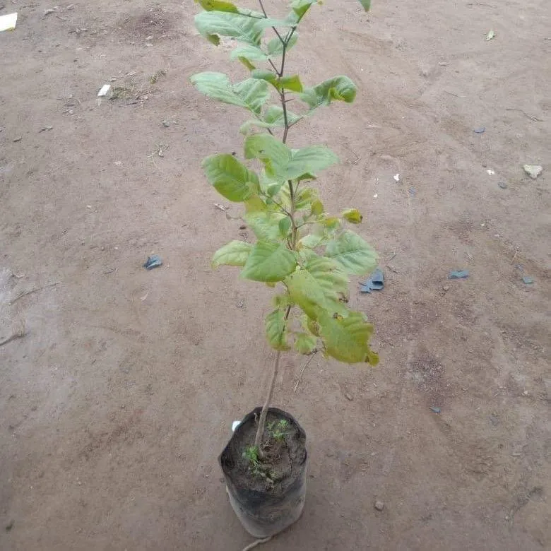 Belpatra in 5 Inch Nursery Bag