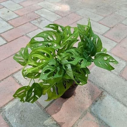 Buy Broken Heart Bushy in 4 Inch Plastic Pot Online | Urvann.com