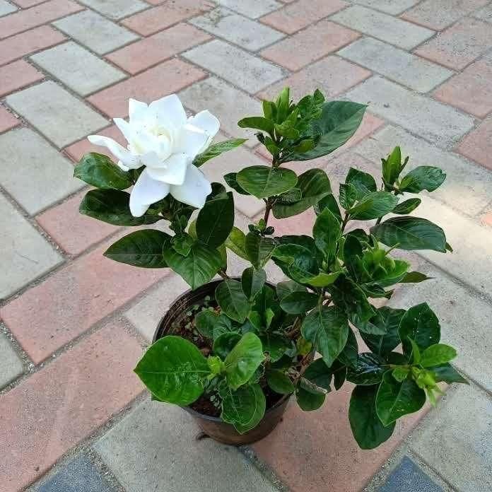Gardenia / Gandhraaj (any colour) in 5 Inch Nursery Pot
