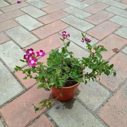 Buy Verbena Pink in 5 Inch Plastic Pot Online | Urvann.com