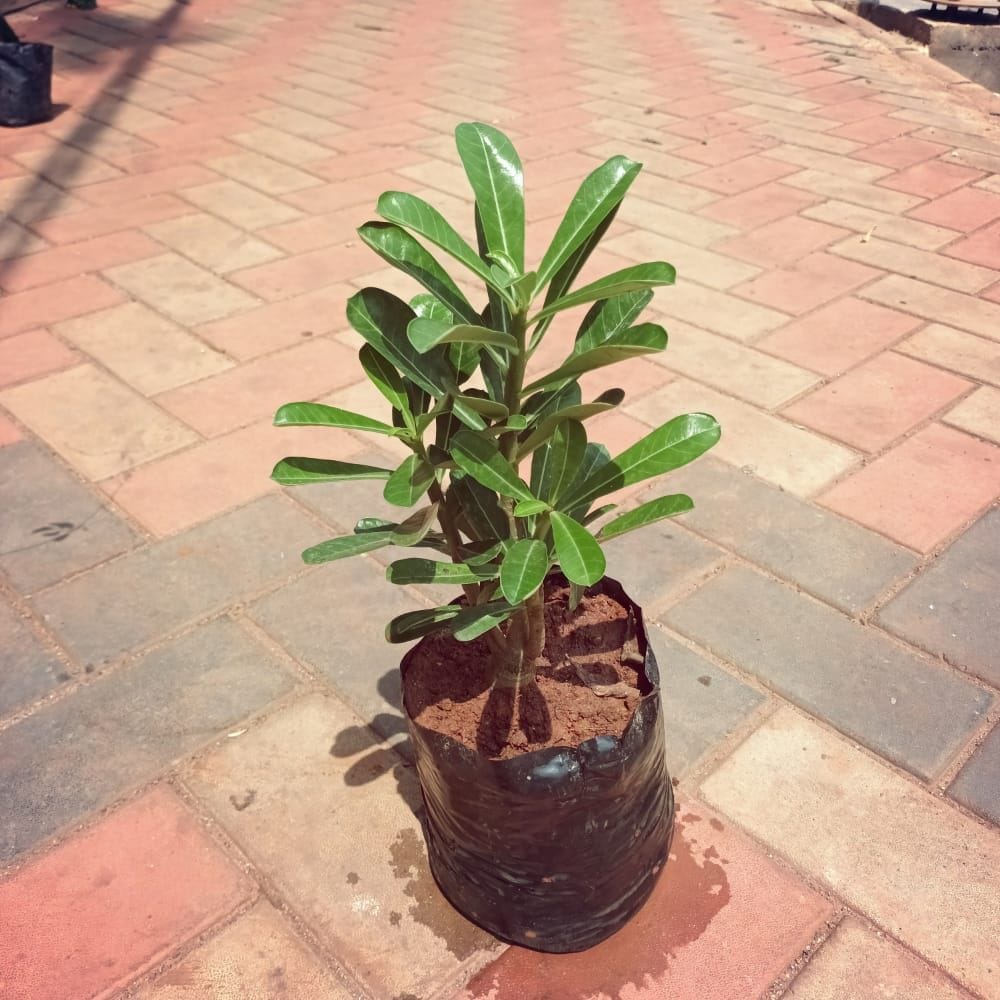 Adenium Obesum (any colour) in 6 Inch Nursery Bag