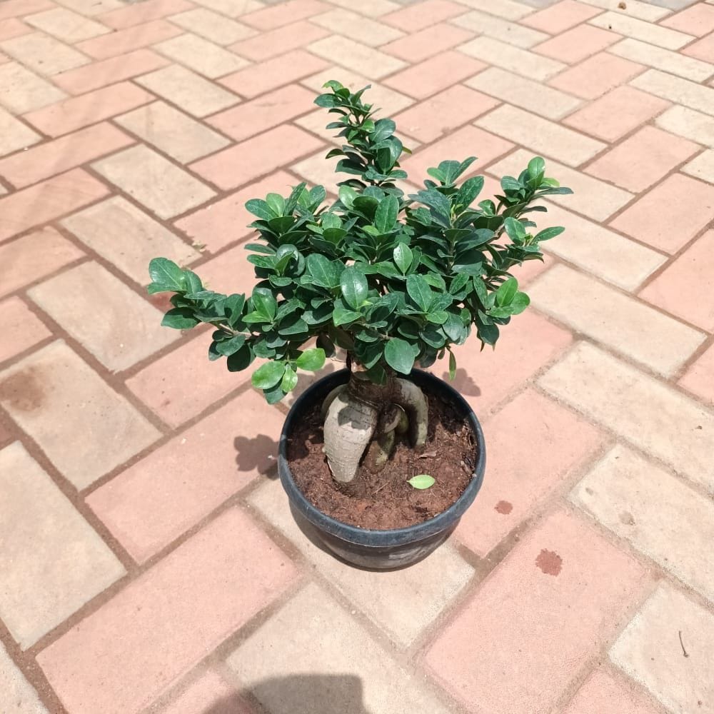 Buy Ficus Bonsai in 8 Inch Plastic Pot Online | Urvann.com Ficus Bonsai in 8 Inch Nursery Pot