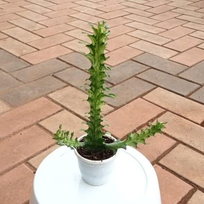 Buy Euphorbia Lactea Succulent in 2 Inch Plastic Pot Online | Urvann.com
